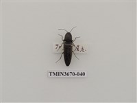 藏品(叩頭蟲(1))的圖片